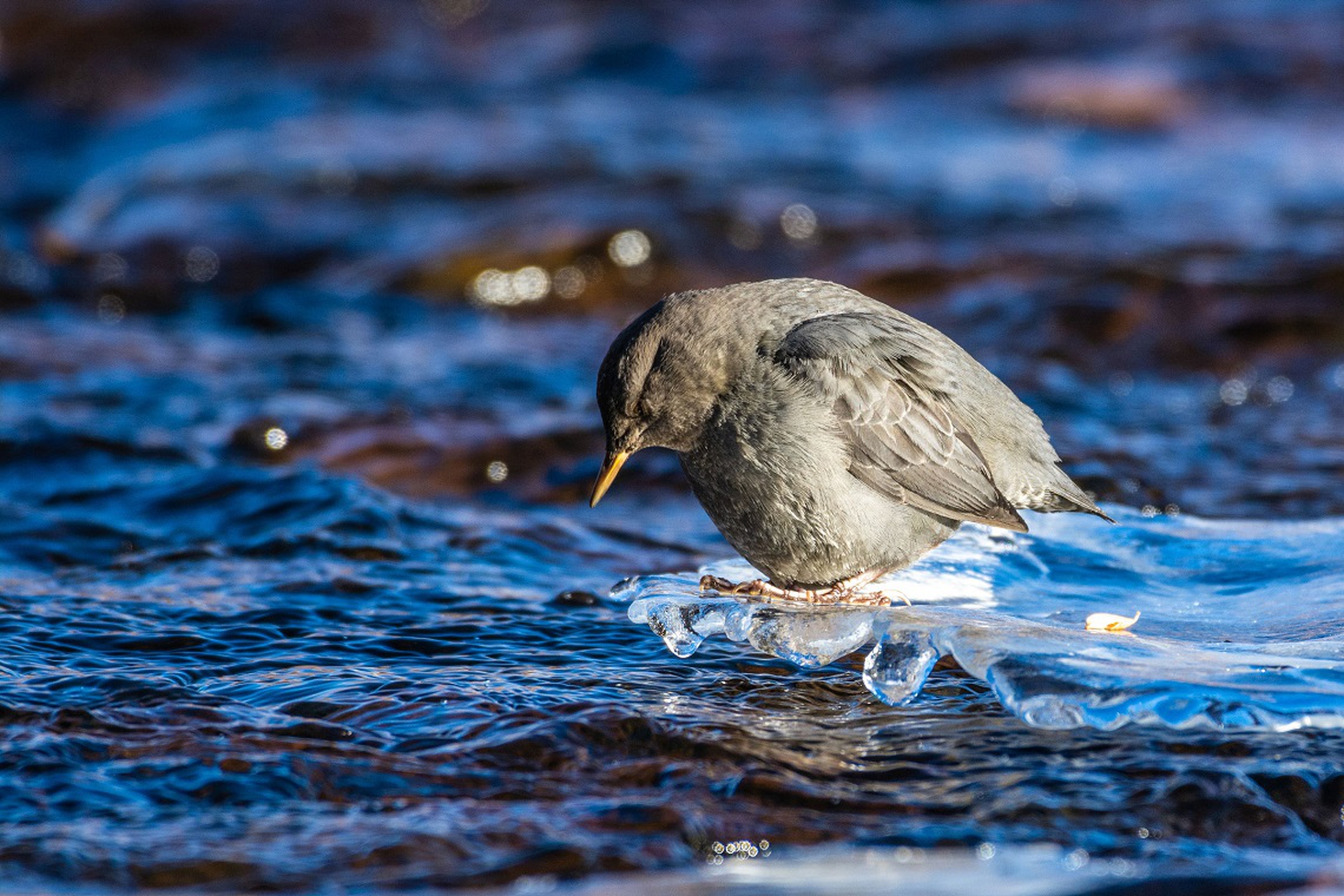 Merlo acquaiolo in una delle 100 migliori foto degli Audubon Photography Awards