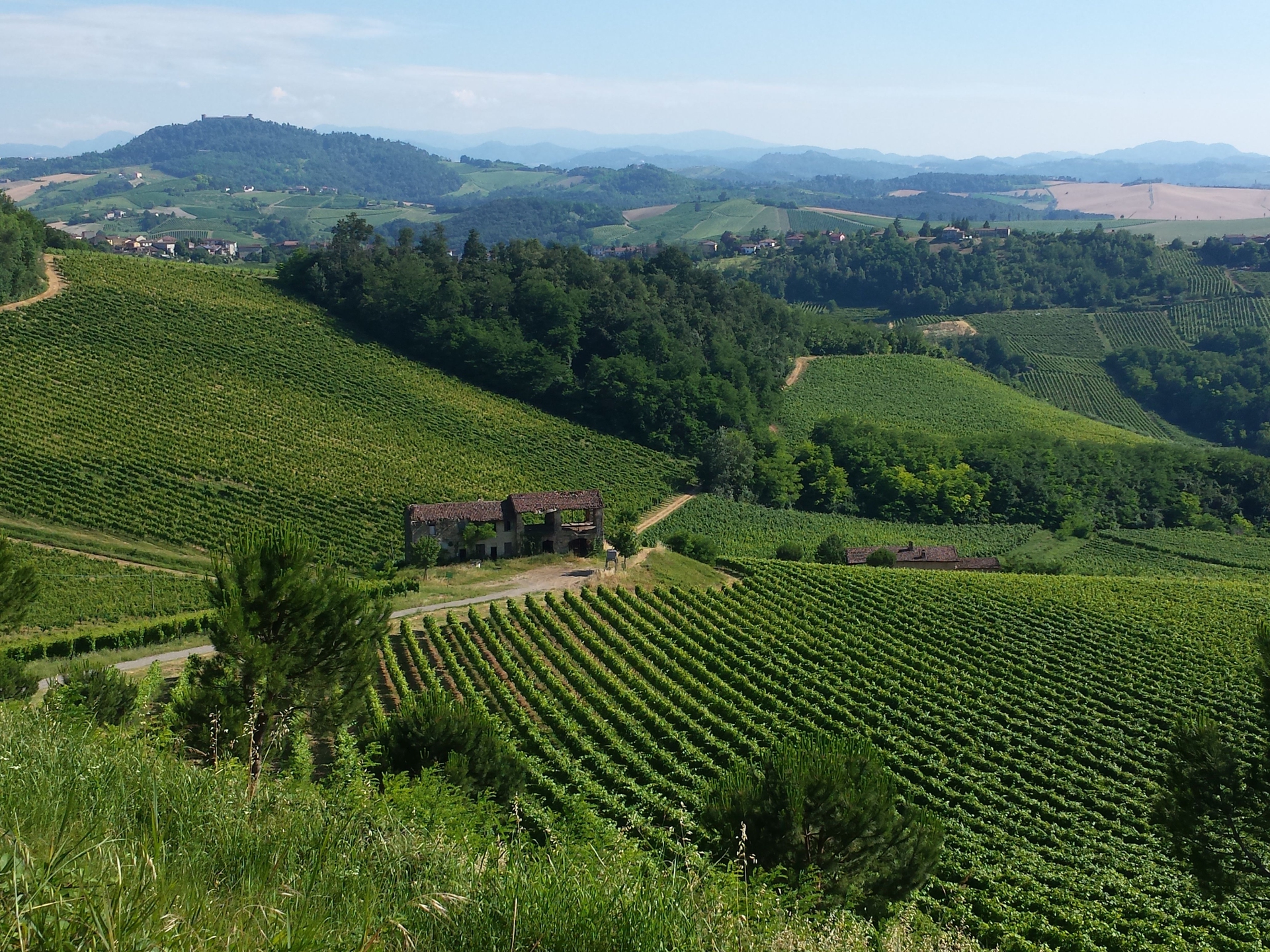 oltrepo vigneti a santa giuletta_Fabio Dealberti