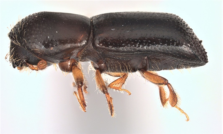Xyleborus glabratus