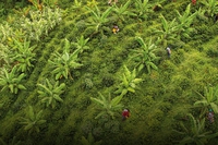 Lavazza Blue: il caffè ad emissioni di CO2 compensate