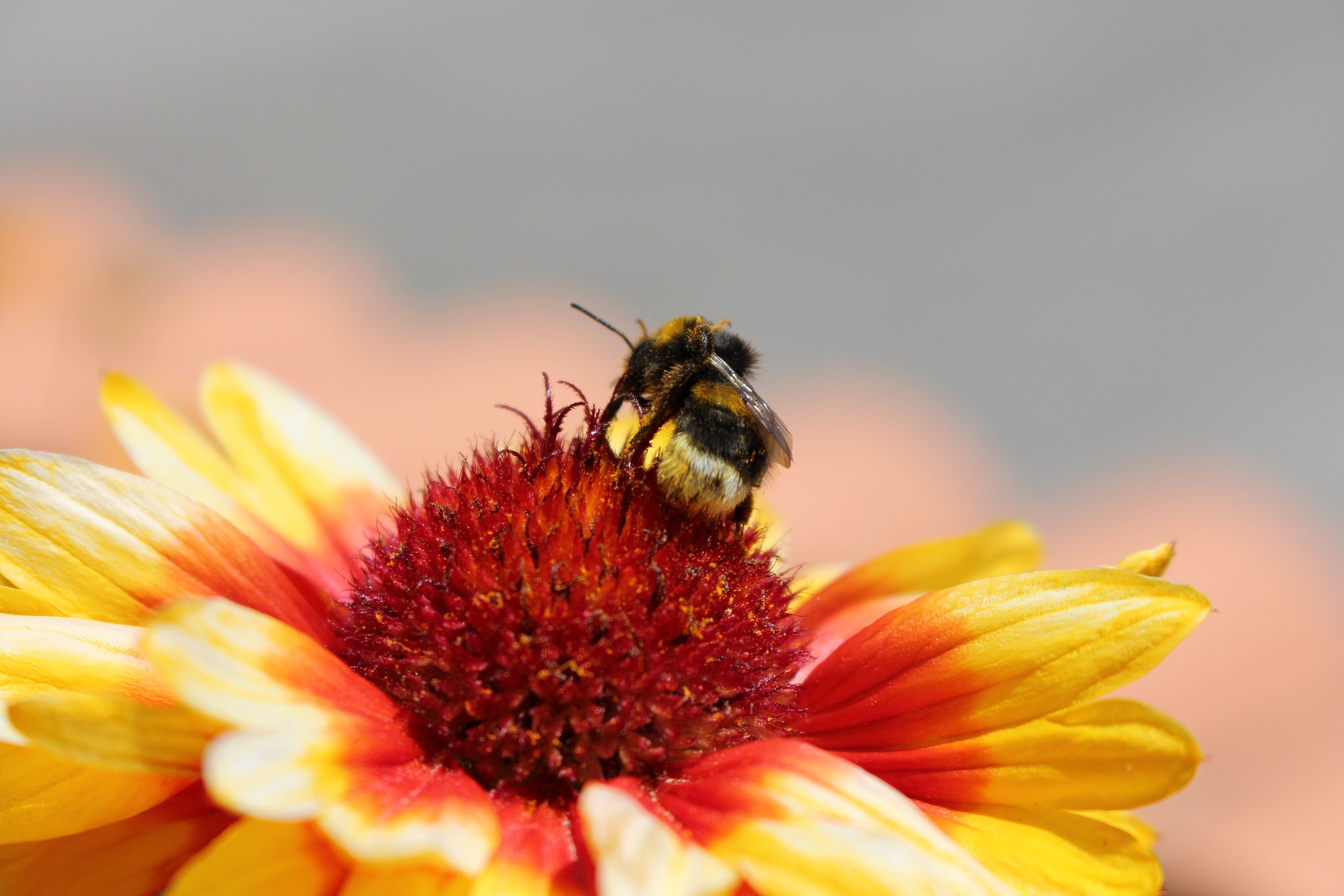 US beekeepers lost half their honeybees last year