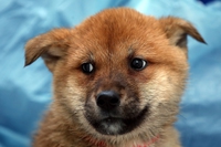 Chiude il più grande mattatoio di cani della Corea del Sud, diventerà un parco pubblico