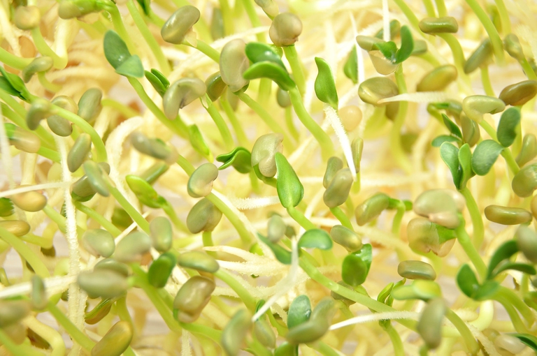 germogli proteine nobili