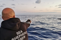 Come sta Furia, il capodoglio con la coda avvolta in una rete da pesca (illegale)