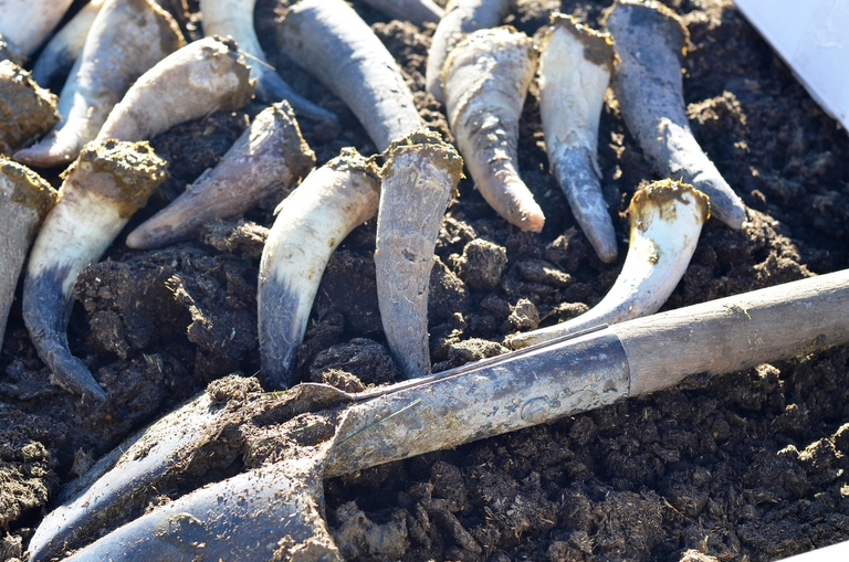 agricoltura biodinamica