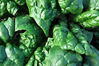 Polpettone di spinaci