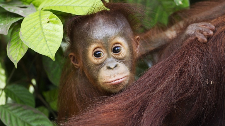 Cucciolo di orango