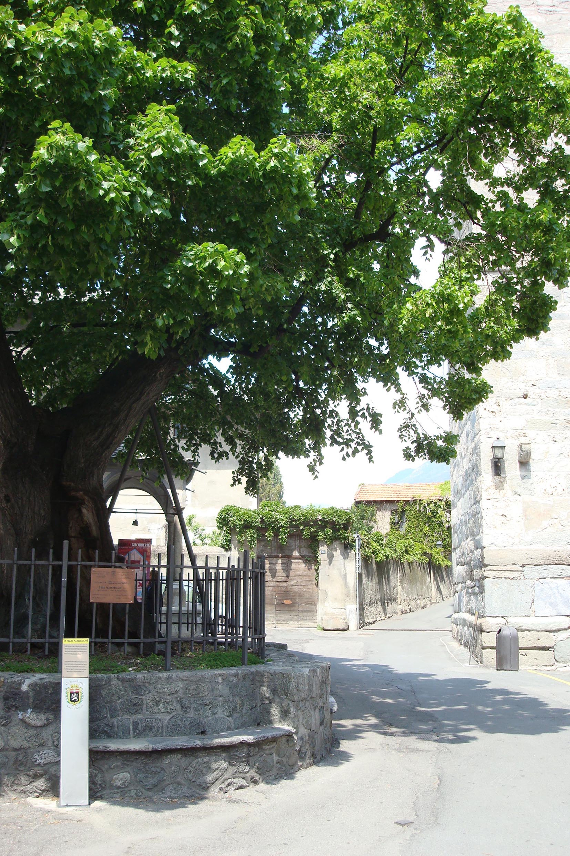 5 alberi monumentali da vedere