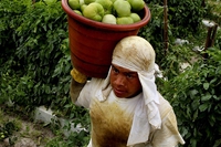 Il vero costo dei pomodori