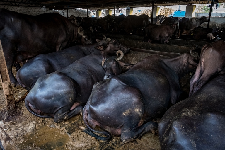 buffalos, india, factory farming