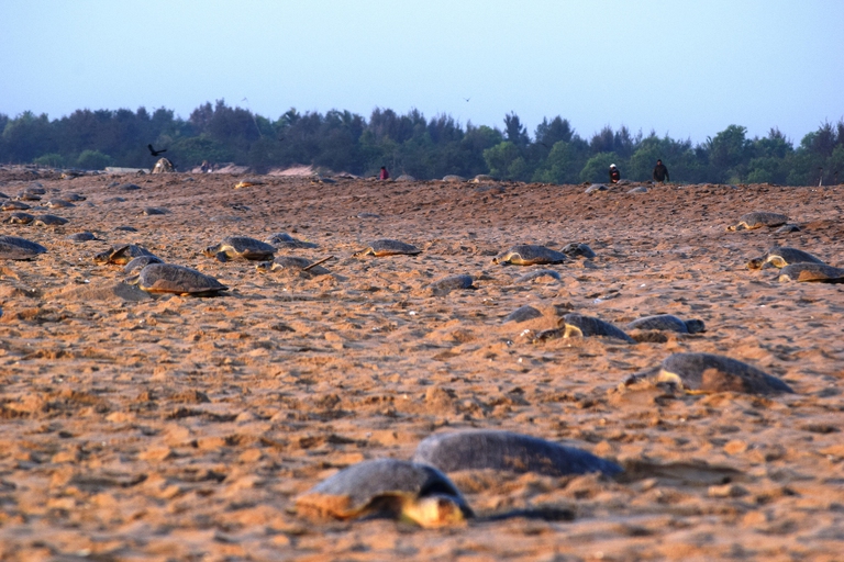 Mass nesting by Olive Ridley marine turtles near Rushikulya river mouth, Odisha © Basudev Mahapatra