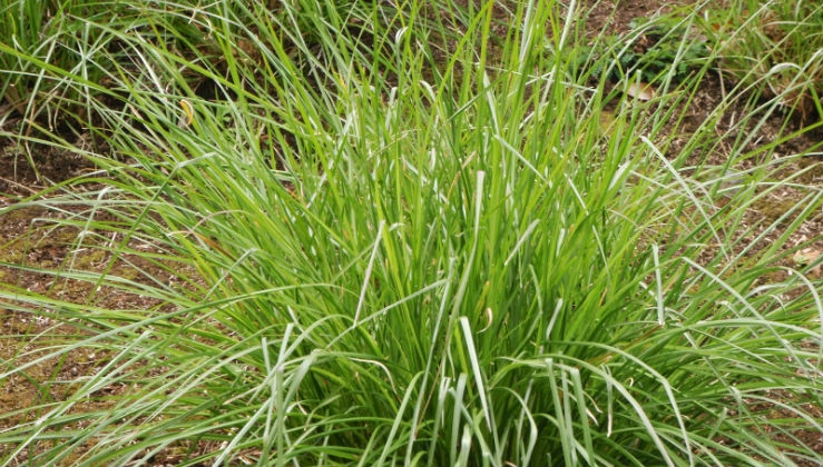 Vetiver. The plant that prevents hydrogeological instability - LifeGate