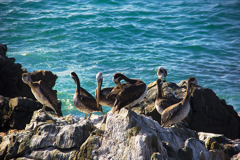 Cile nove aree marine protette Michelle Bachelet