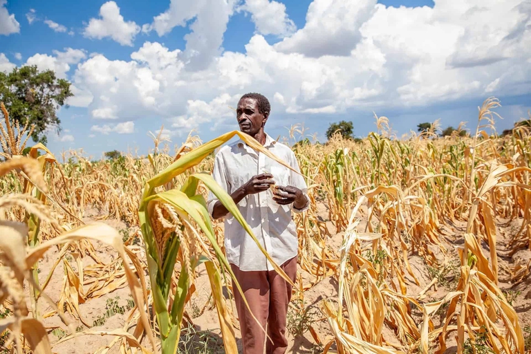 Un campo di mais colpito dalla siccità nello Zambia