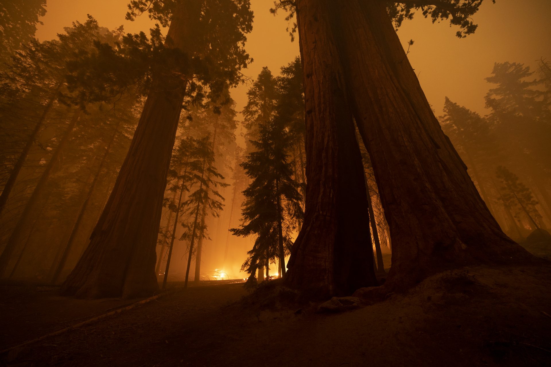 Le fiamme stanno divorando le sequoie più antiche del mondo