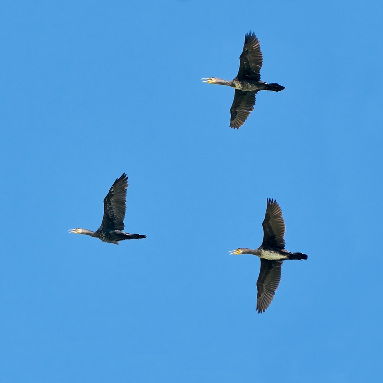 Tre cormorani mentre volano