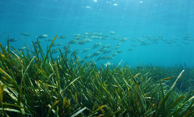 Posidonia oceanica