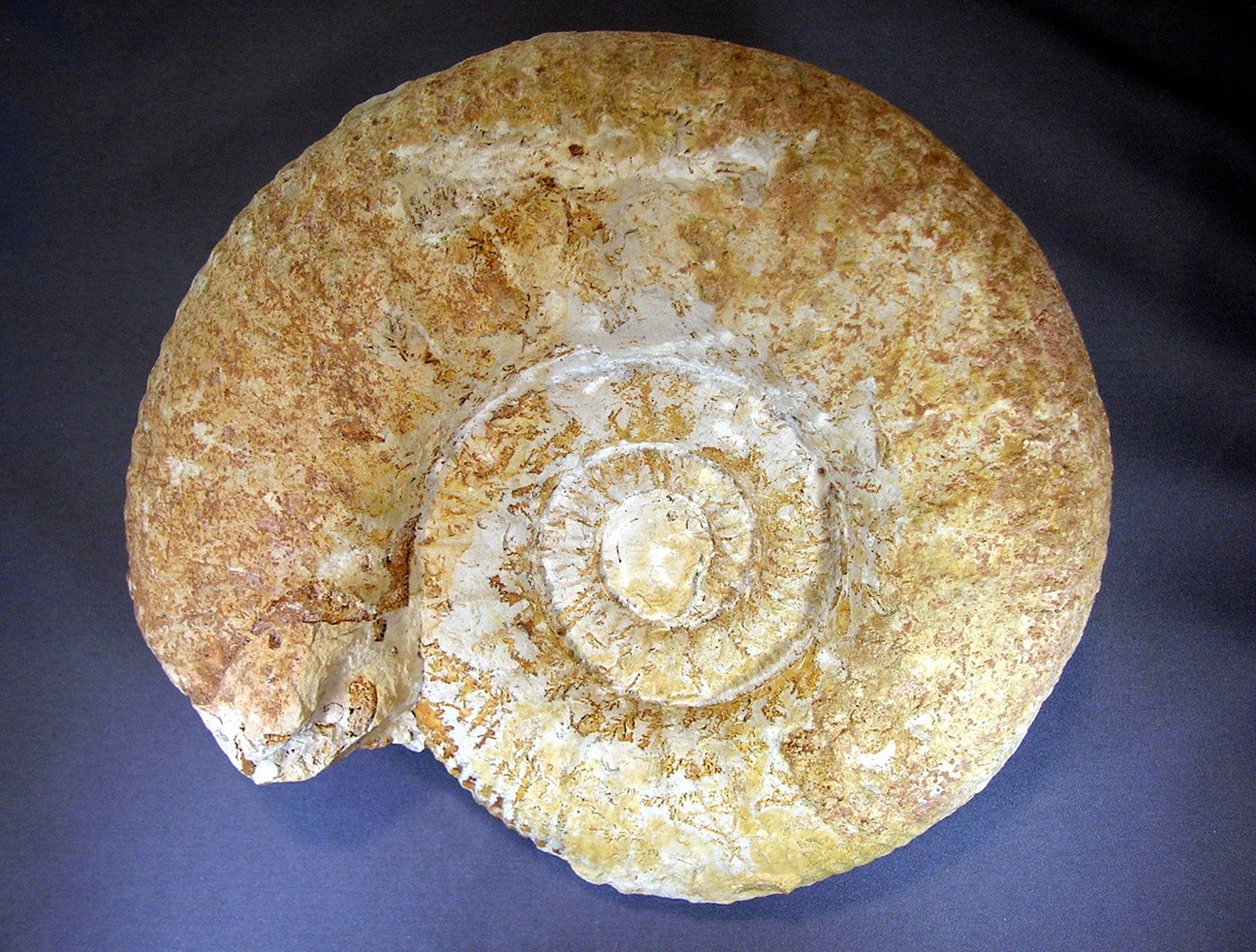 Ammonite fossile
