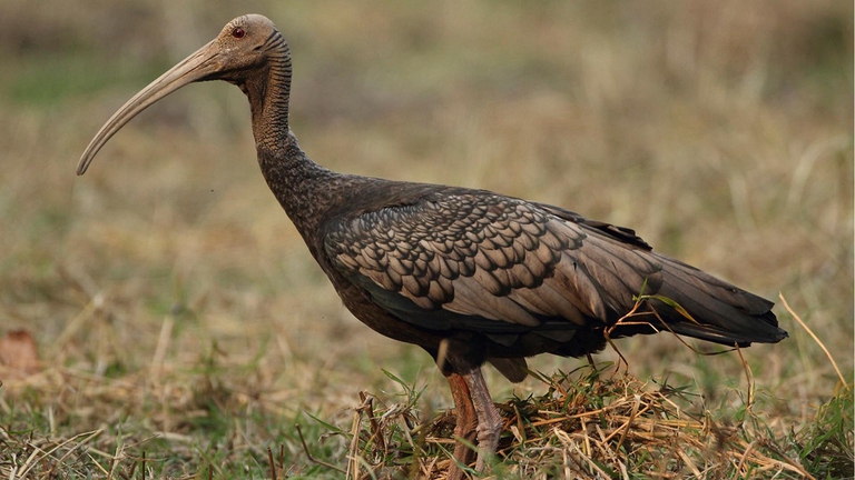 ibis-gigante