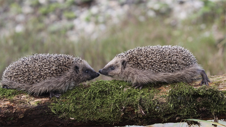 conflitti-porcospini