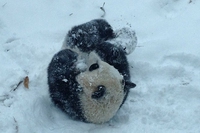 Baby panda sees snow for the first time