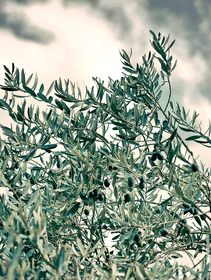 Mediterranea, la nuova newsletter di LifeGate dedicata all’alimentazione naturale