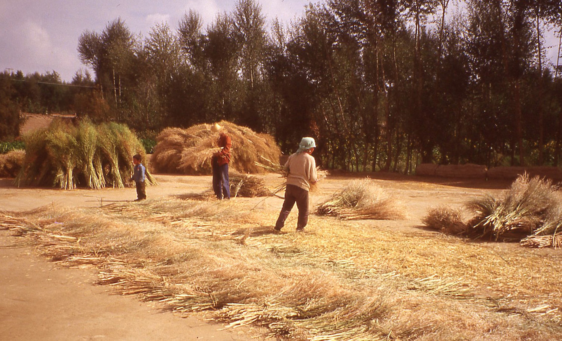 Cina raccolto del riso_1