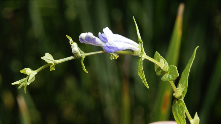 La Scutellaria Laterfolia è efficacie contro le alterazioni dell'umore grazie alle sue proprietà sedative. 
