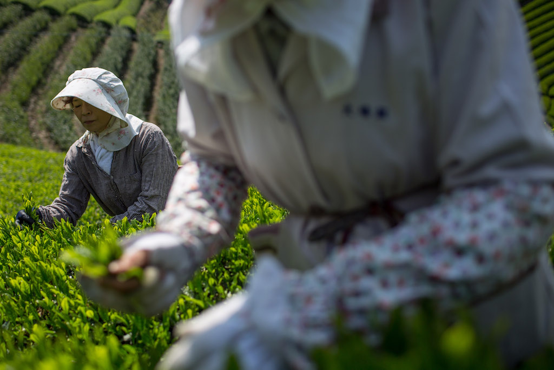 Japanese female tea pickers