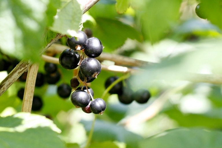 ribes nero sistema immunitario