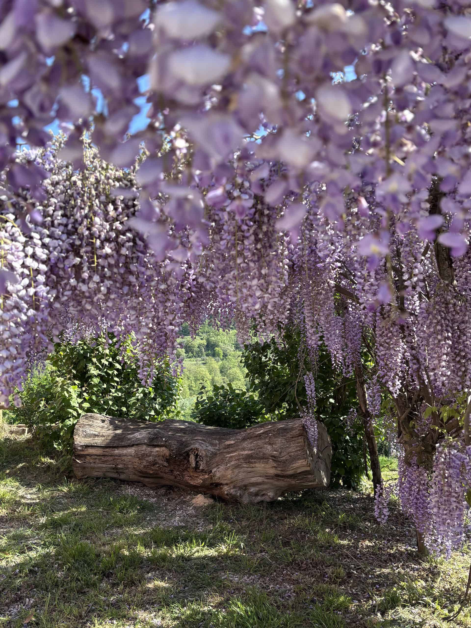 IMG_4337 di Beatrice Spagoni