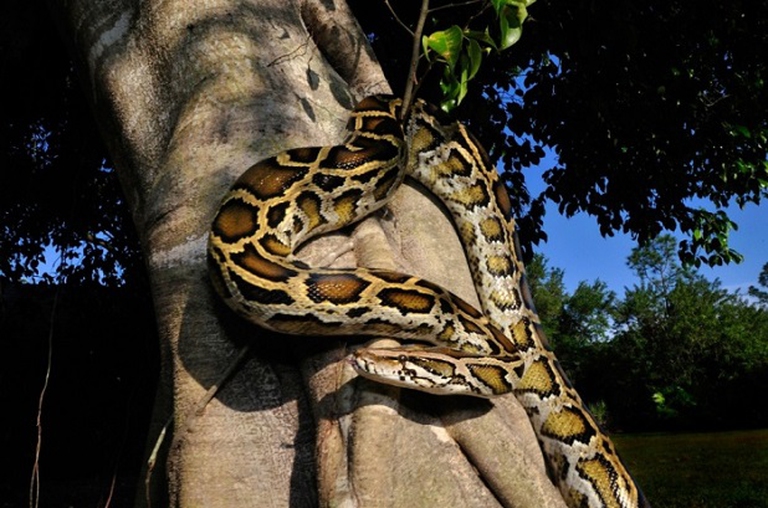 Python bivittatus