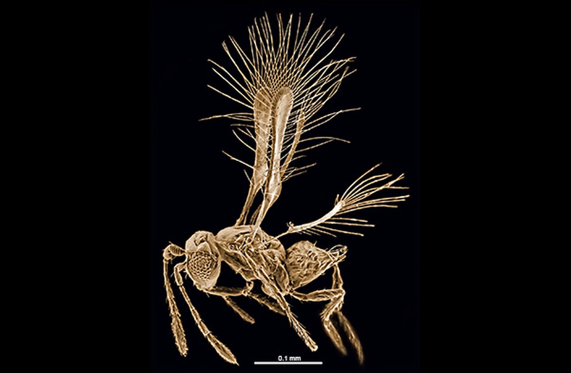 La top 10 delle nuove specie scoperte nel 2014