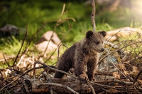 Siberia in fiamme, gli incendi minacciano la fauna