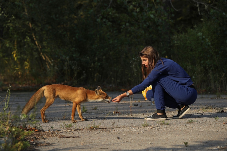 Una turista dà da mangiare a una volpe a Pripyat