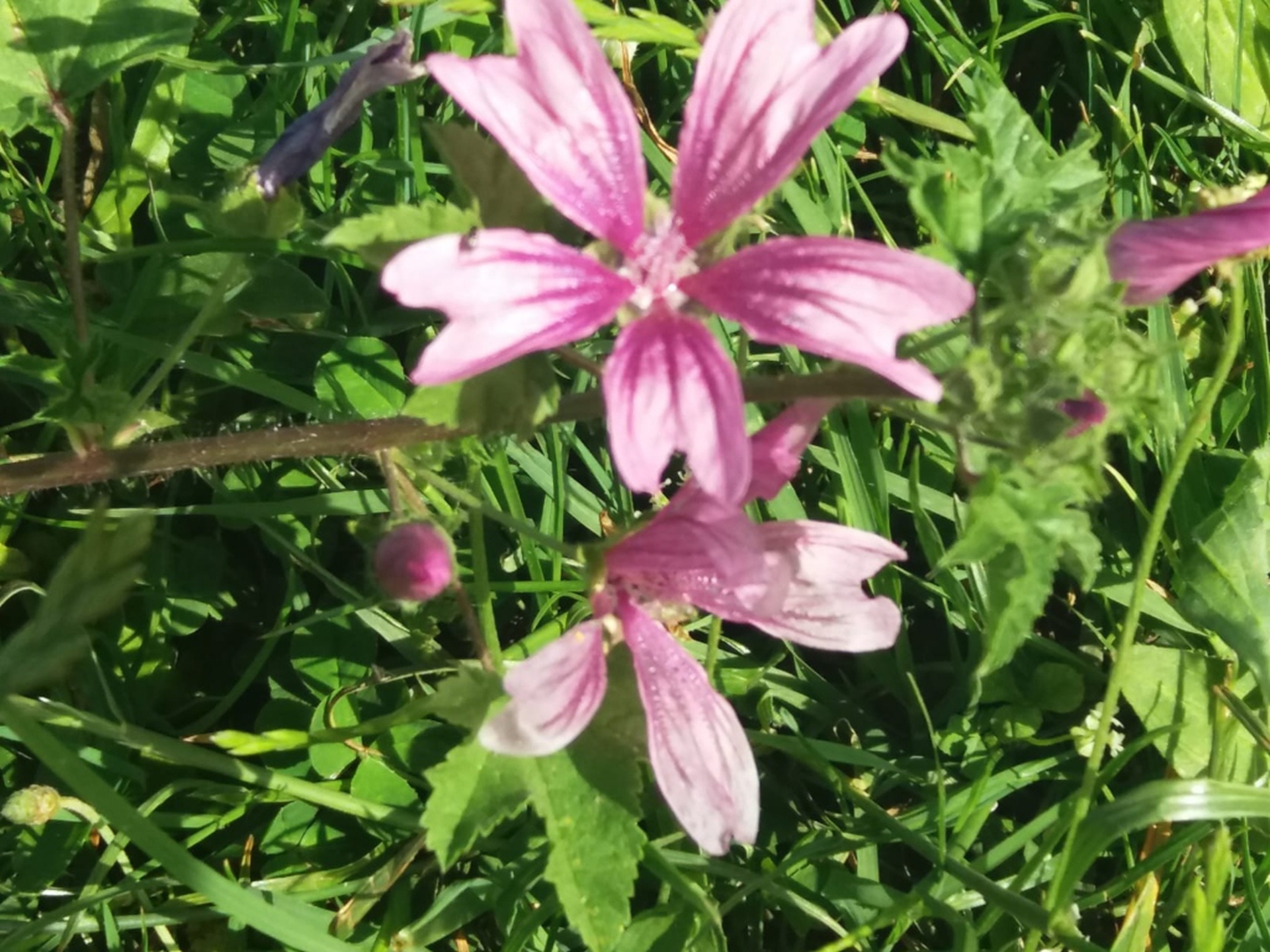 I fiori delle api Monini