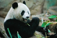 Cina: se mangi il panda, vai in galera