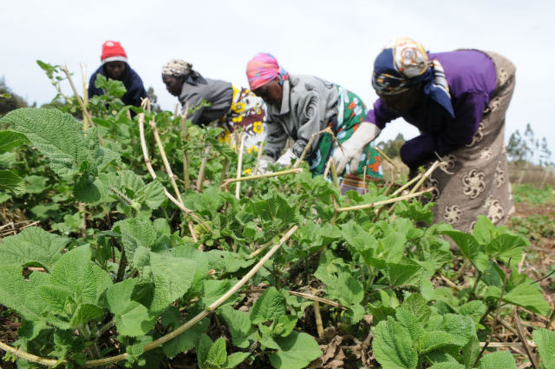 Slow Food for Africa. 10.000 orti per coltivare il futuro