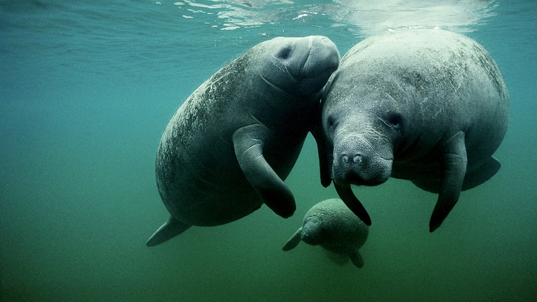 manatees