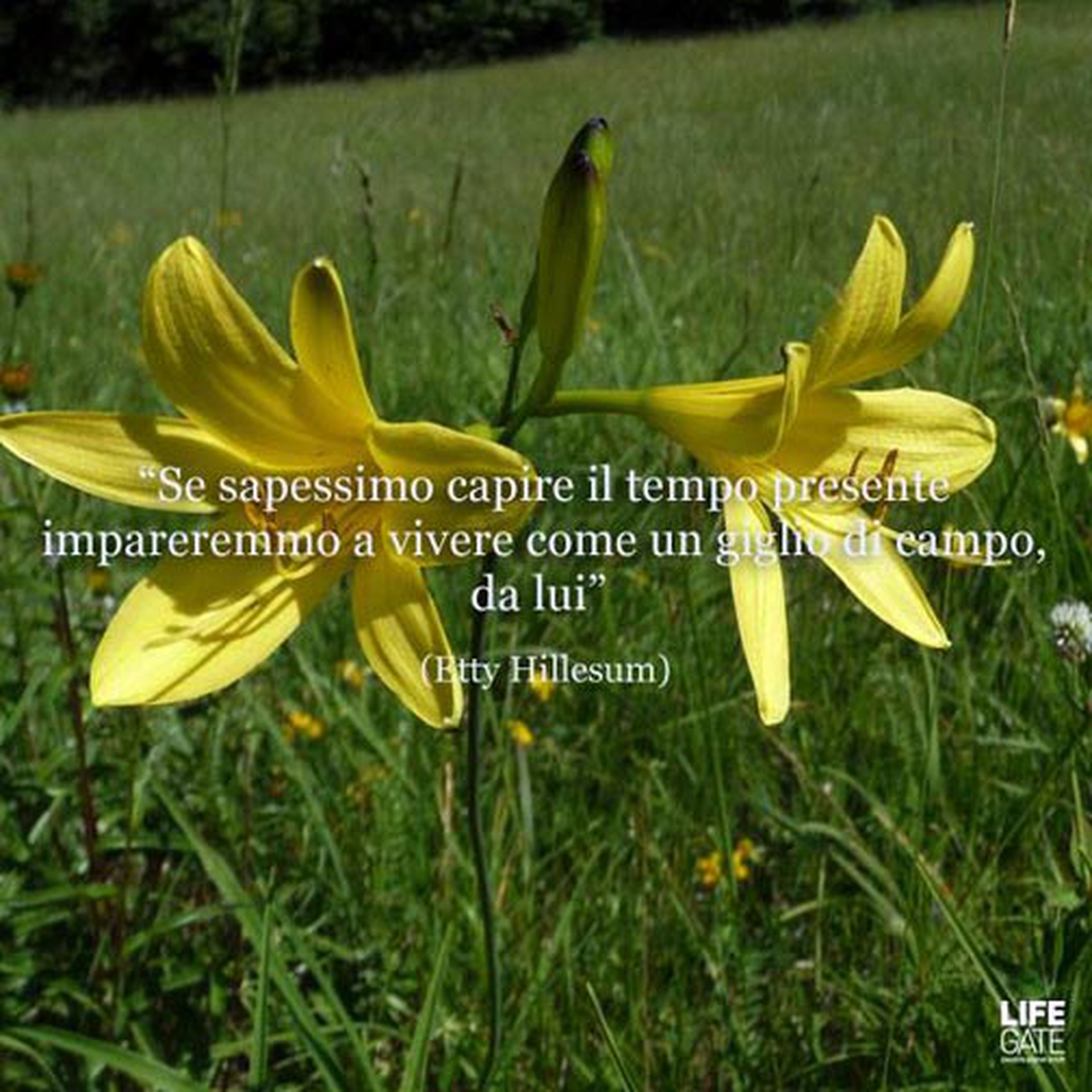 Le citazioni più belle per sempre - Etty Hillesum