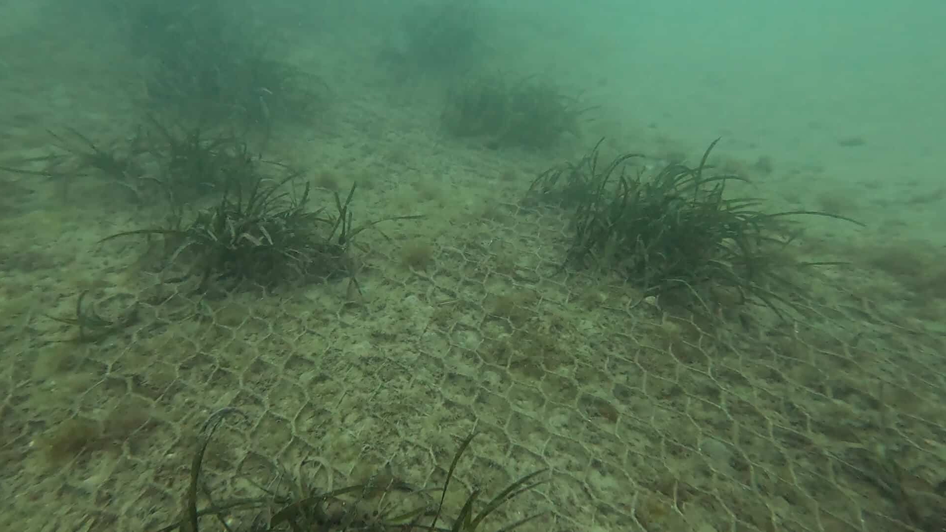 Posidonia a Bergeggi