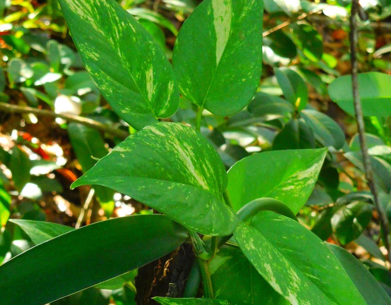 pothos coltivare facile