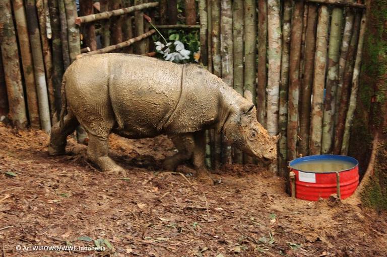 Femmina di rinoceronte