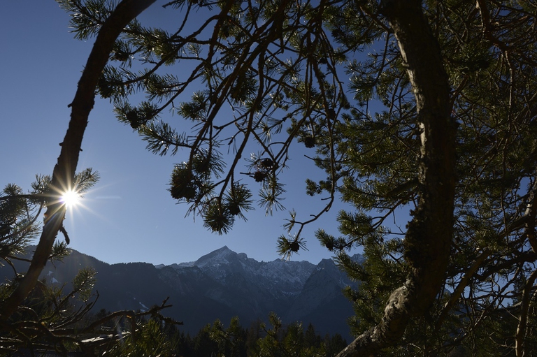Foresta di abeti in Polonia