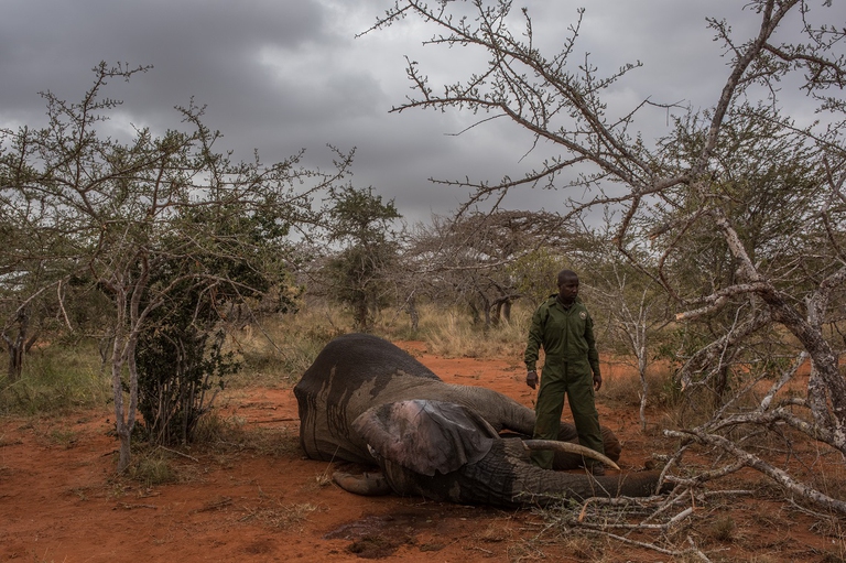 Un ranger del del Kenya Wildlife Service applica un collare Gps a un elefante addormentato
