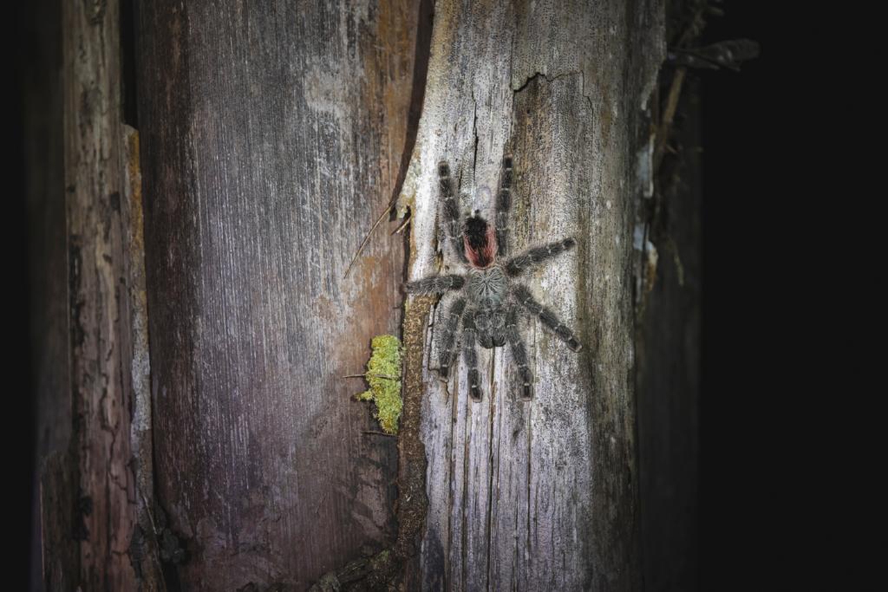 Lungo il rio Negro, viaggio nel cuore della foresta amazzonica - LifeGate