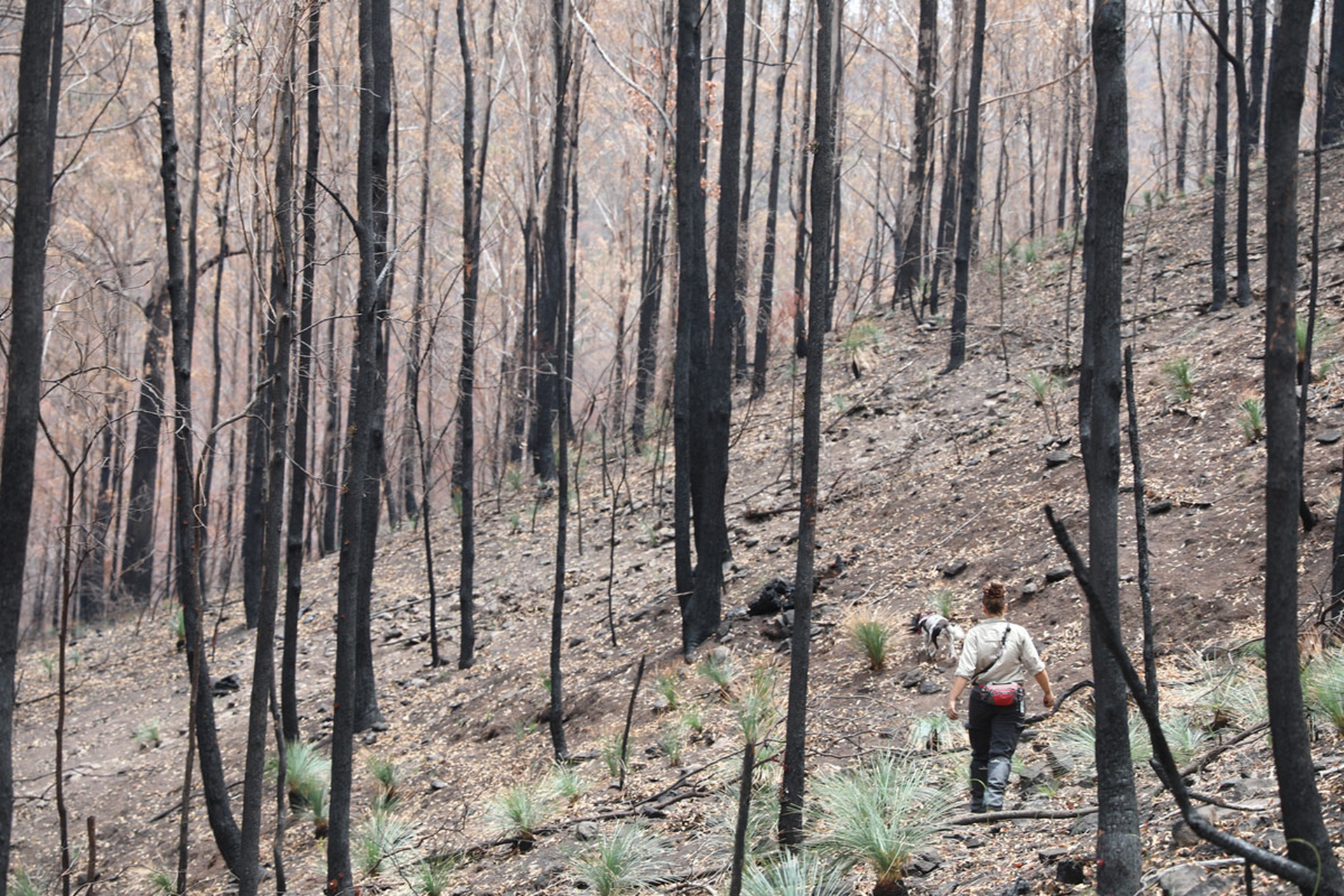 Ricerche nella foresta australiana