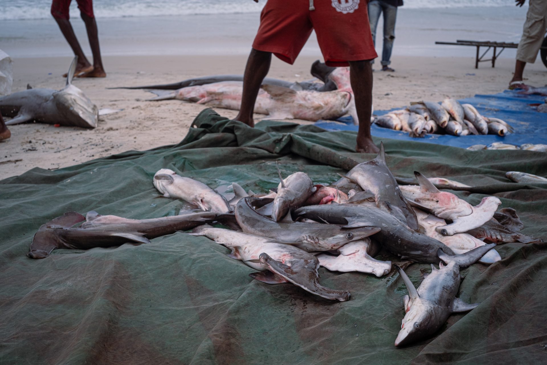 Foto squali Congo-quattordici