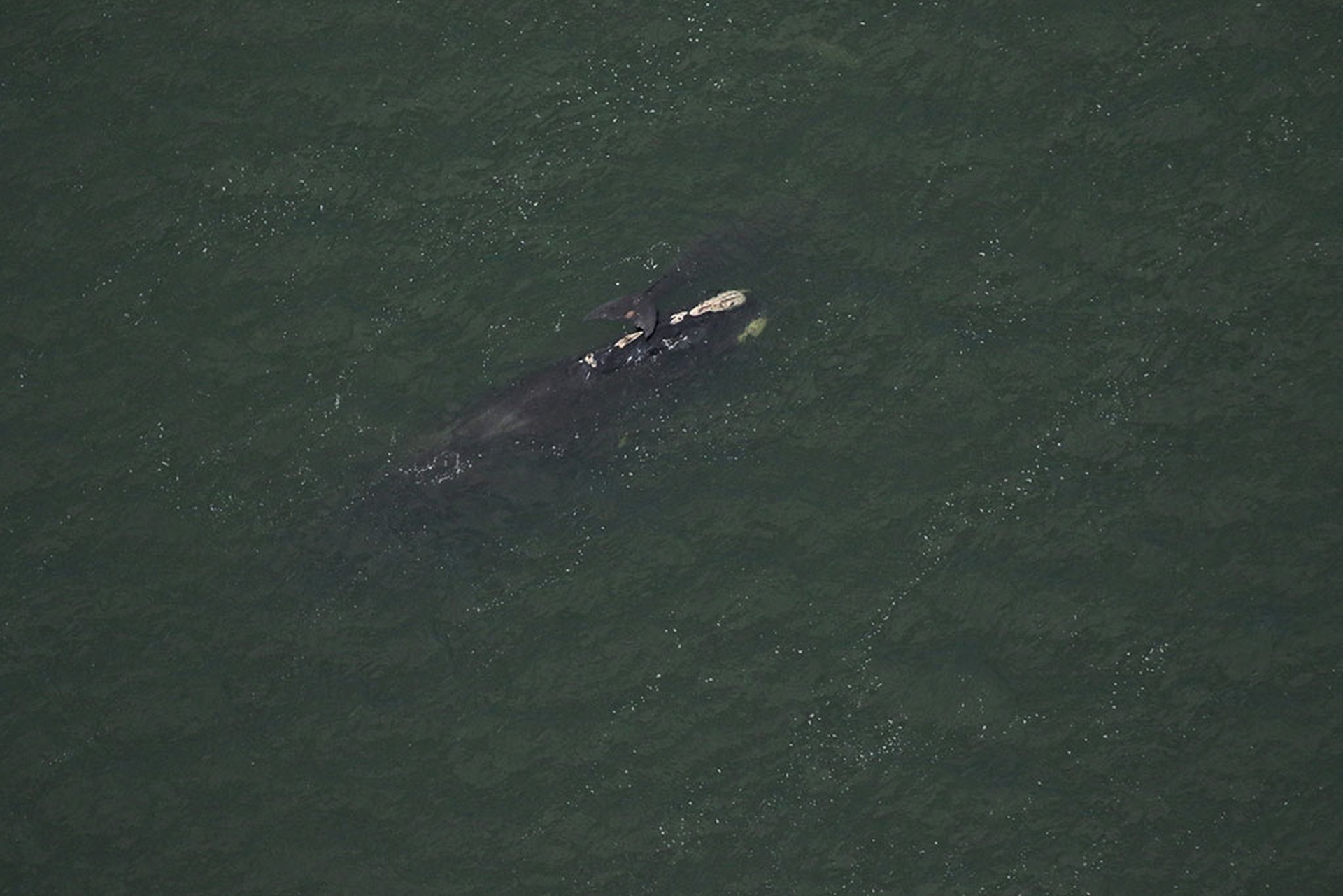 Balena 3270 con cucciolo