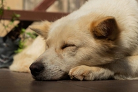 I tumori della milza nei cani si sconfiggono con la prevenzione